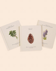 Our Little Adventures: Stories Featuring Foundational Language Concepts for Growing Minds Book Set By Tabitha Paige