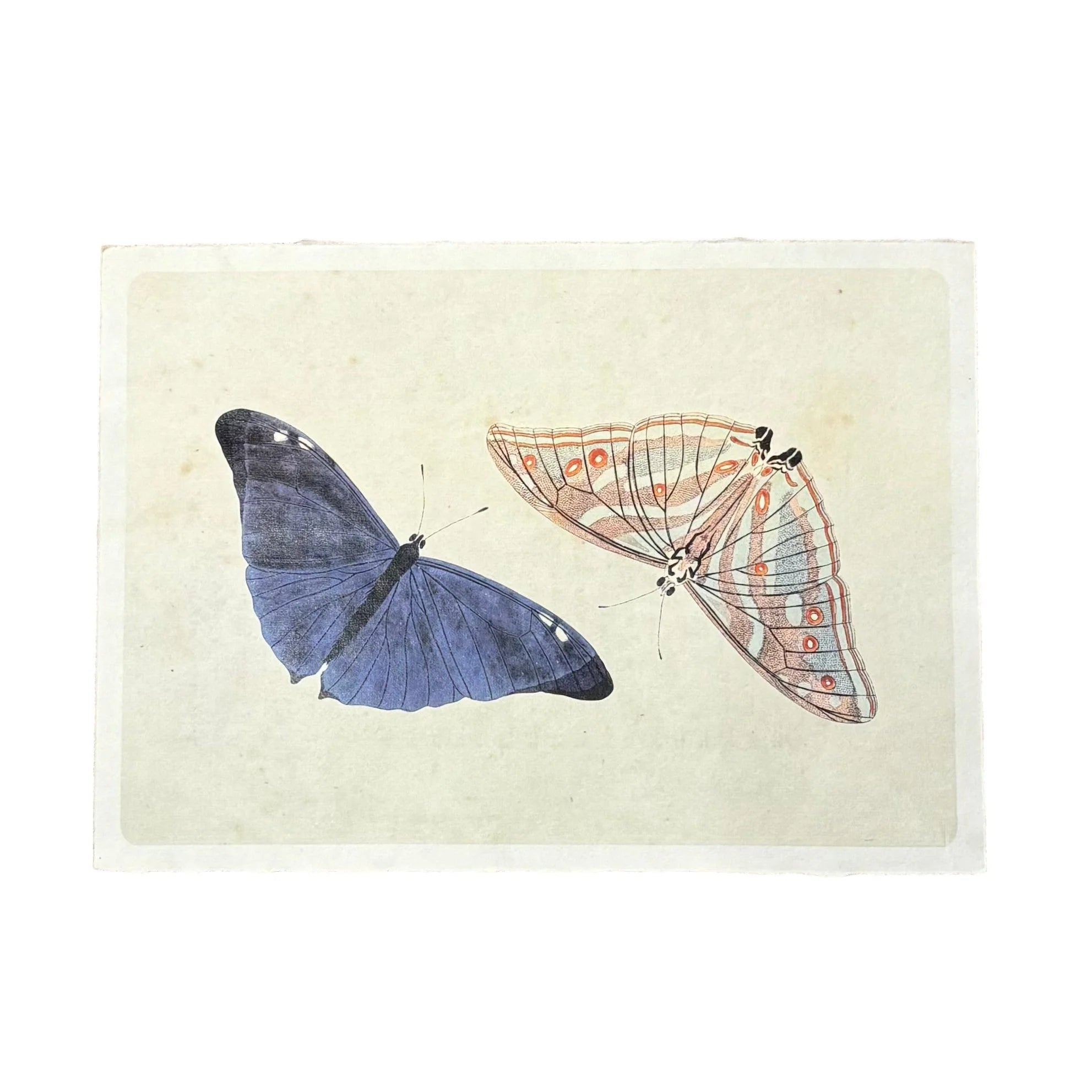 16"x12" Flora & Fauna Collection