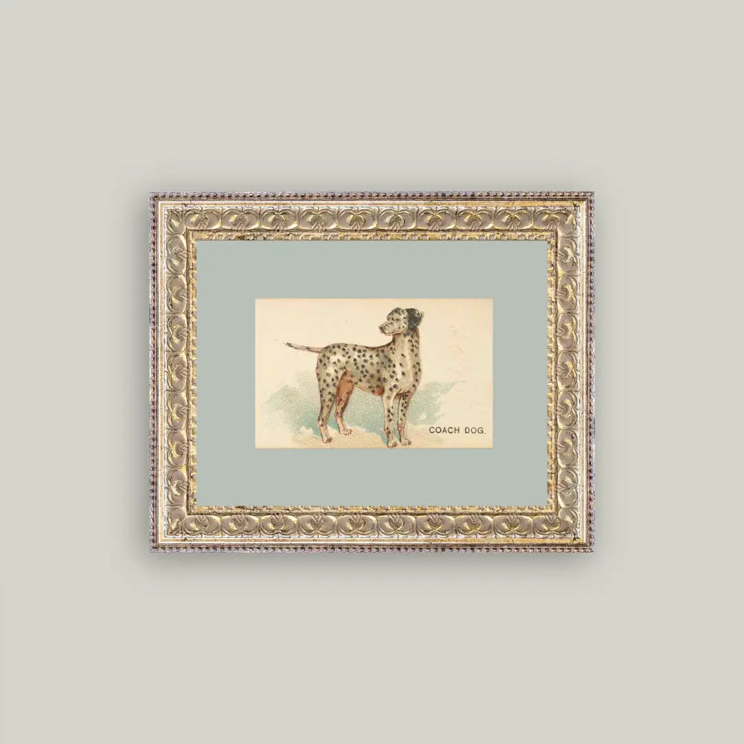 Dalmatian Framed Antique Art 10x8
