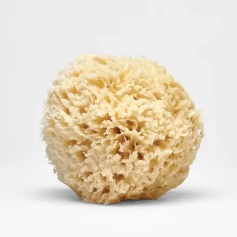 Large Natural Bath Sea Sponge
