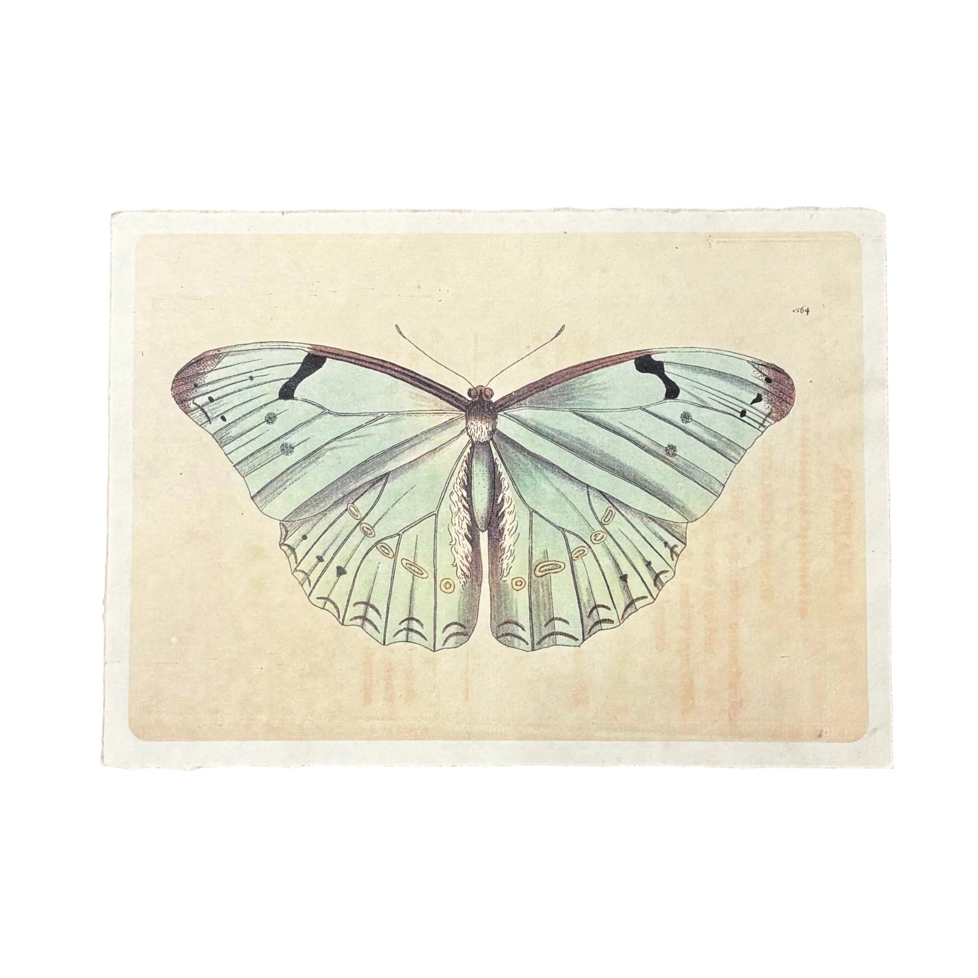 16"x12" Flora & Fauna Collection