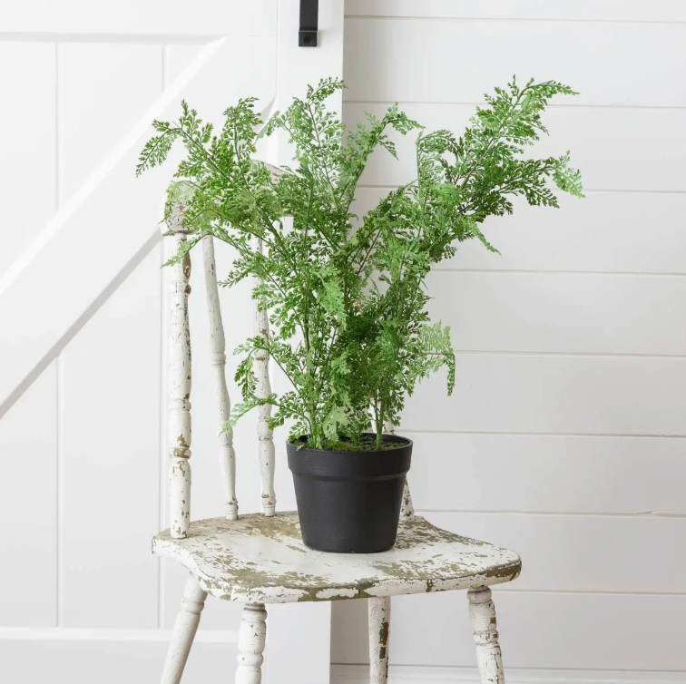 Potted Maidenhair Fern
