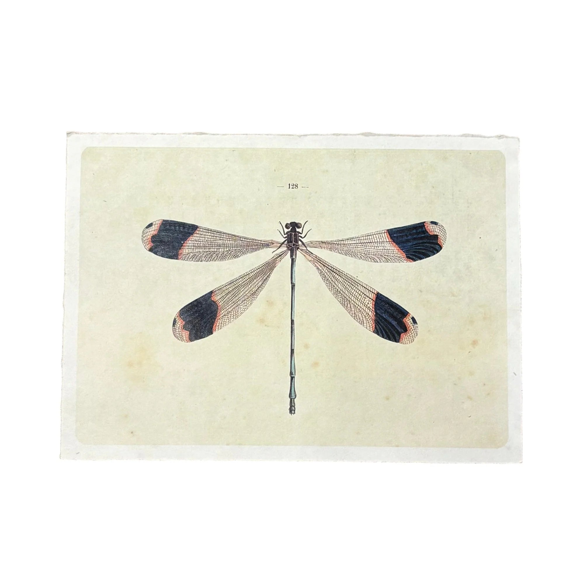 16"x12" Flora & Fauna Collection