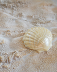 Sea Shells in Sand