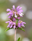 Lemon Mint Bee Balm Pollinator Garden Seeds