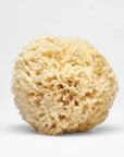 Large Natural Bath Sea Sponge