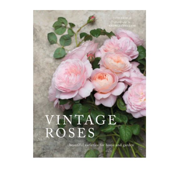 Vintage Roses by Jane Eastoe