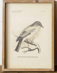 Framed Prints - Birds