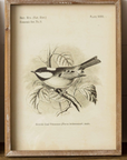 Framed Prints - Birds