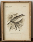 Framed Prints - Birds