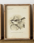 Framed Prints - Birds
