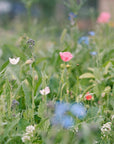 Pollinator Wildflower Seed Blend