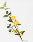 Lemons With Blossoms Stem