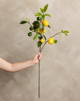 Lemons With Blossoms Stem