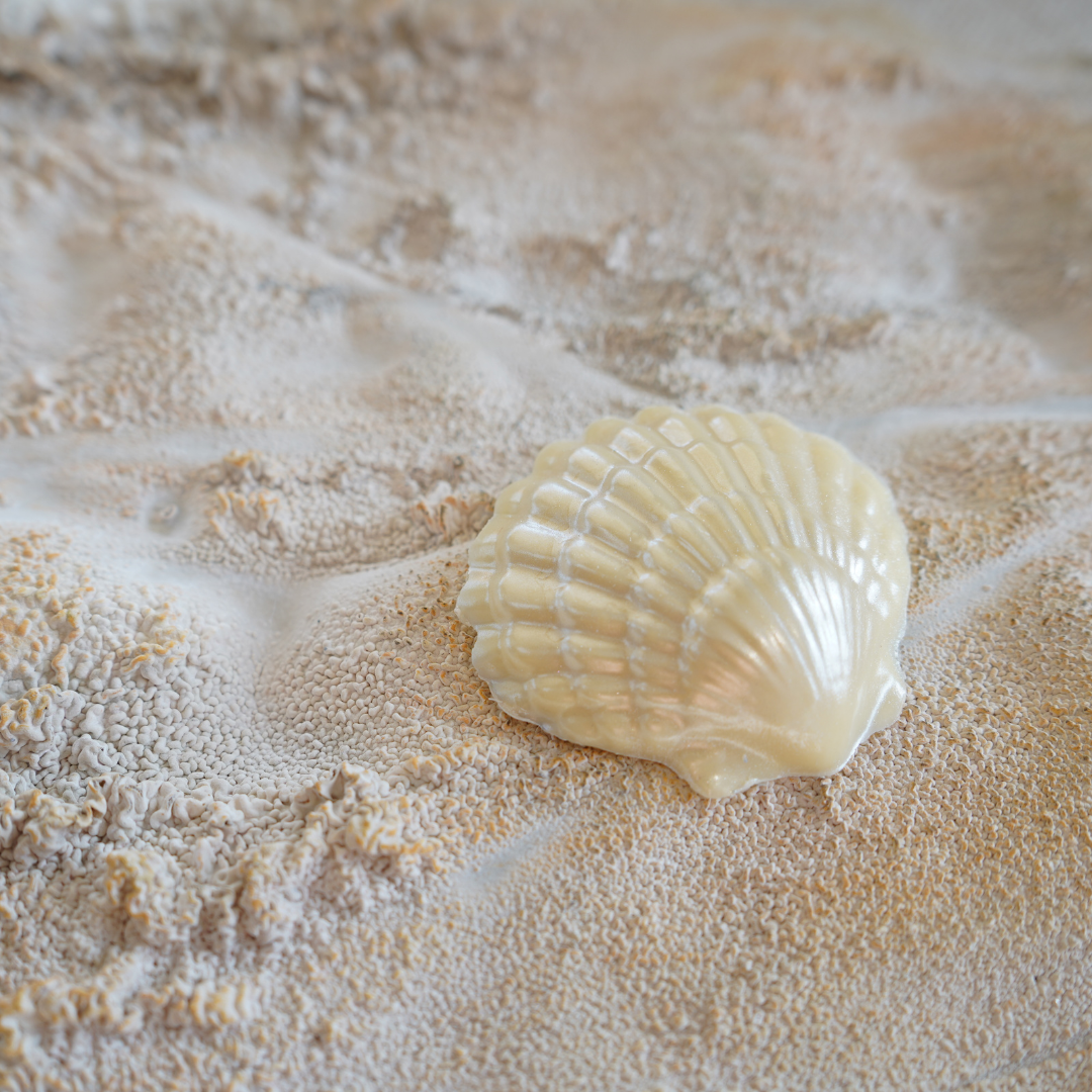 Sea Shells in Sand