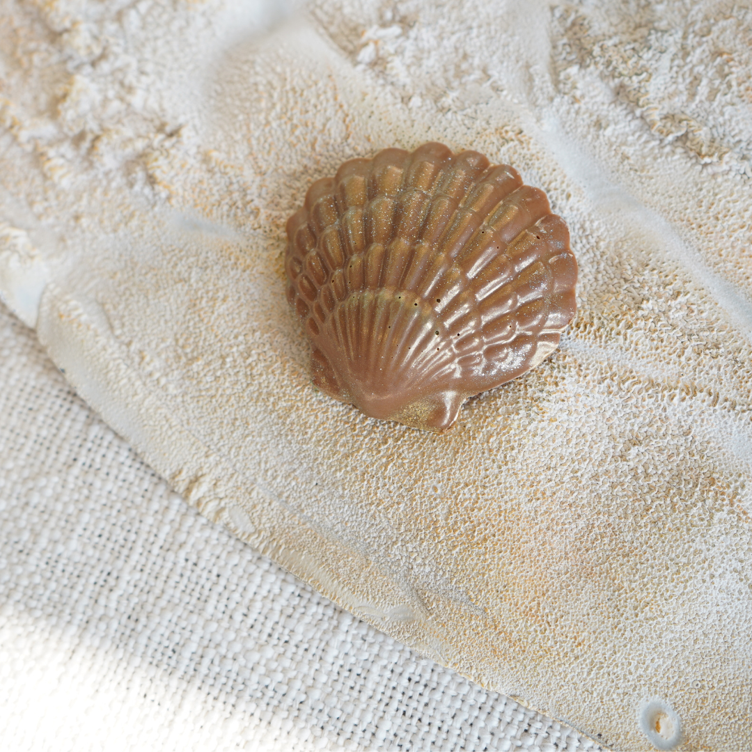 Sea Shells in Sand