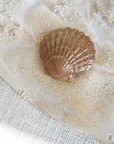 Sea Shells in Sand