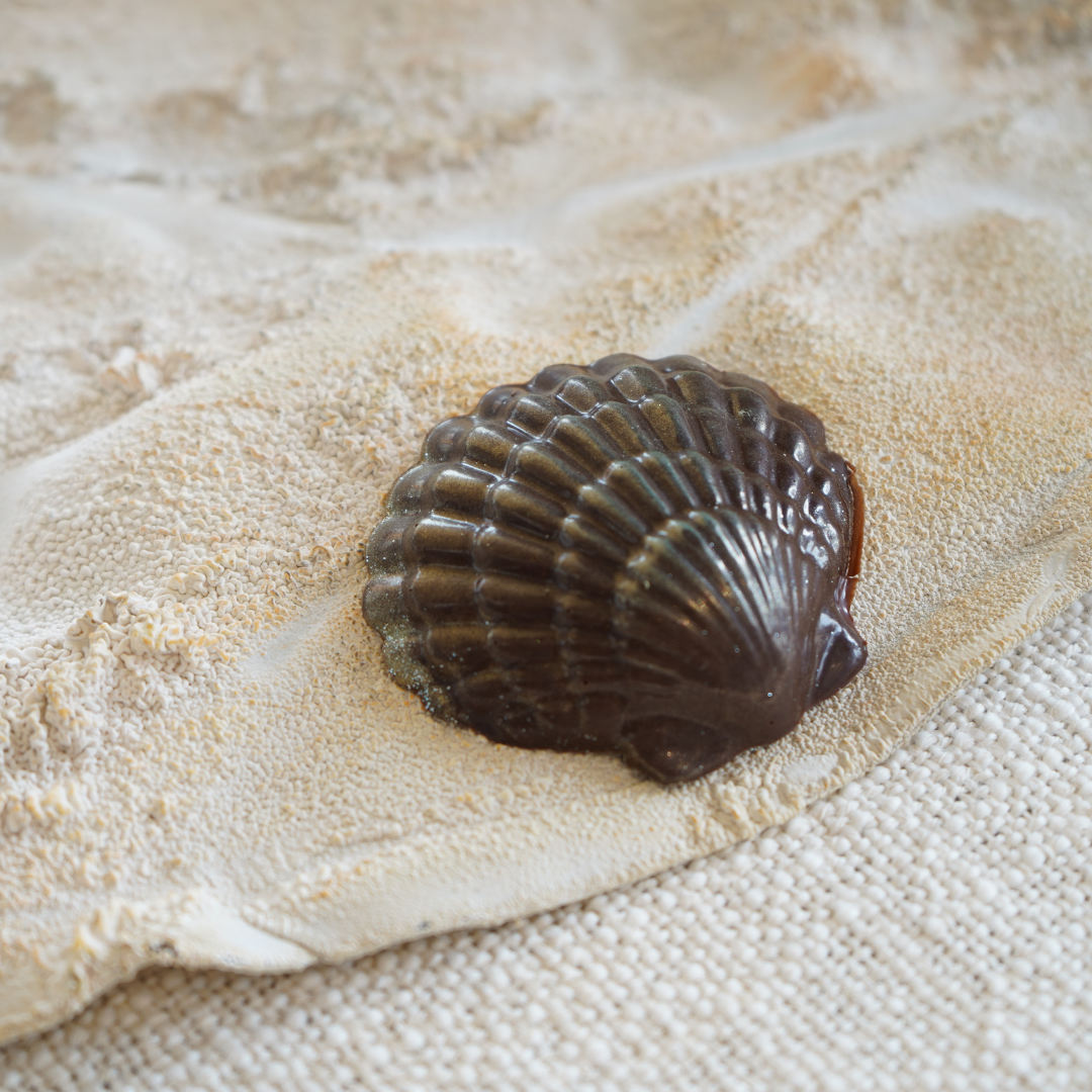 Sea Shells in Sand