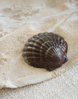 Sea Shells in Sand