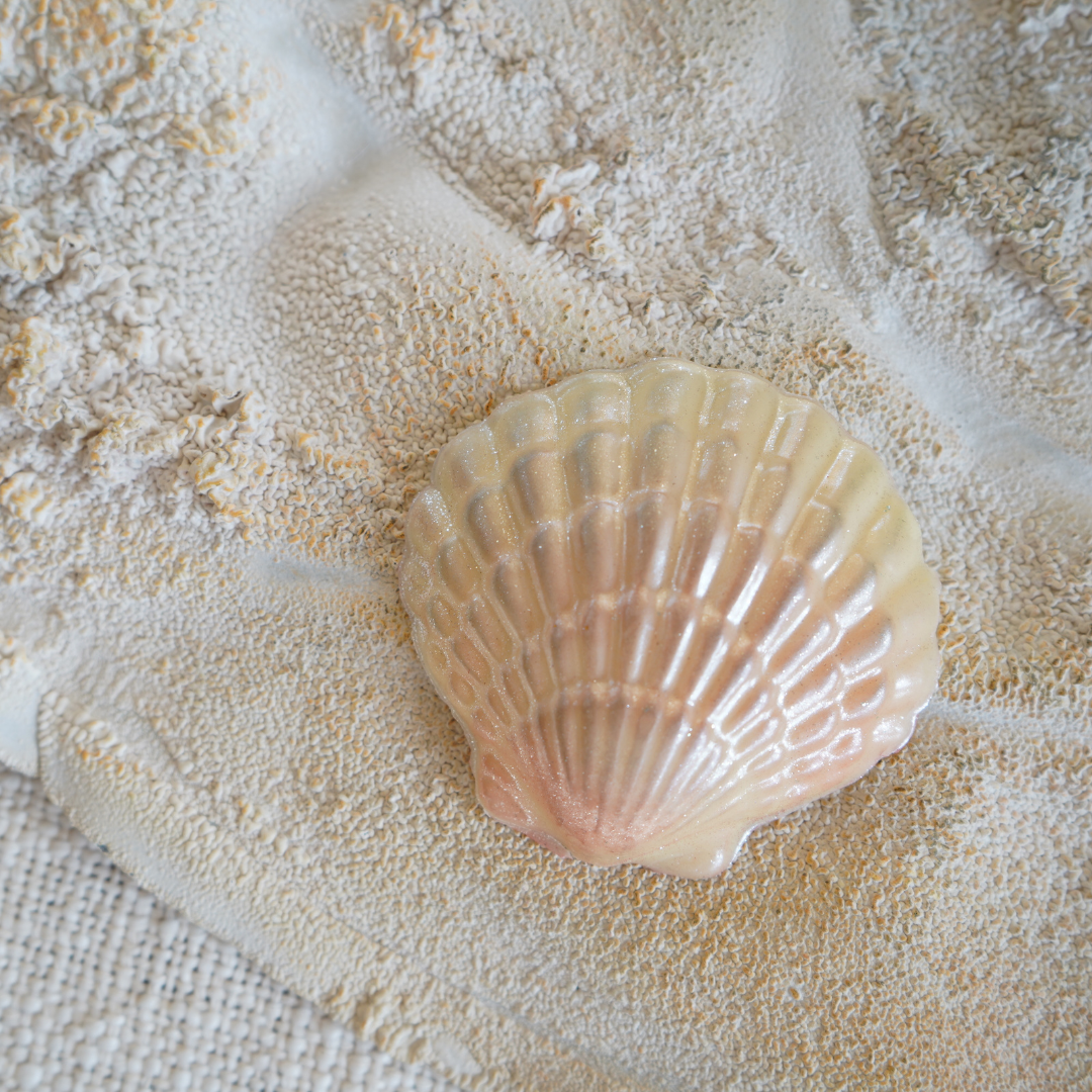 Sea Shells in Sand