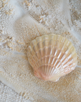 Sea Shells in Sand